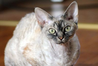 Devon rex cat