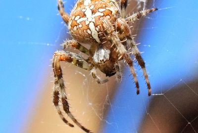 Close-up of spider on web against sea