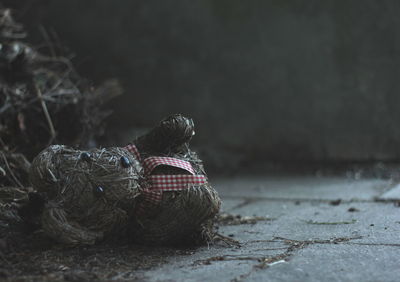 Abandoned teddy bear in yard