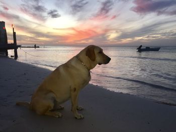 Dog on beach against sky during sunset