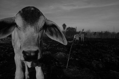 Cow standing in a field