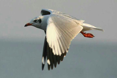 Close-up of bird flying