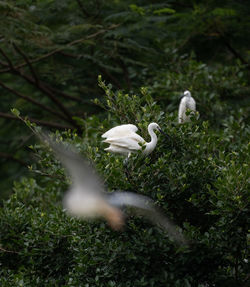 White swans on field