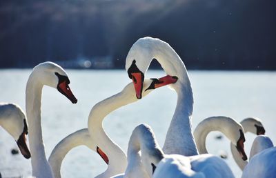 White swans at the baltic sea in gdynia