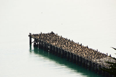 Wooden posts on pier over sea