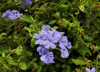 Close-up of purple flowering plants