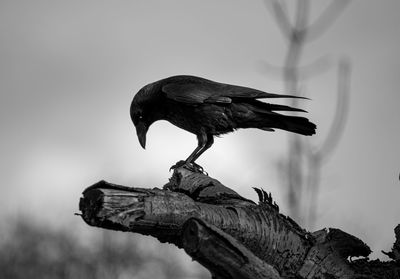 Low angle view of bird perching on a tree