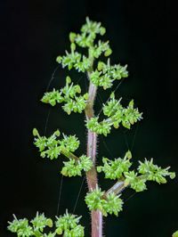 Close-up of potted plant against black background