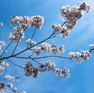 Low angle view of cherry blossoms against blue sky