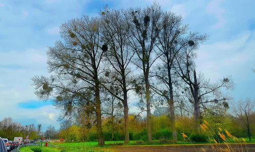 Bare trees on field against sky