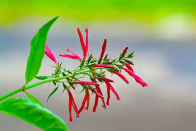 Close-up of red flowering plant