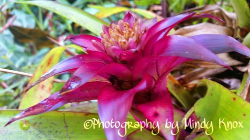 Close-up of pink flower