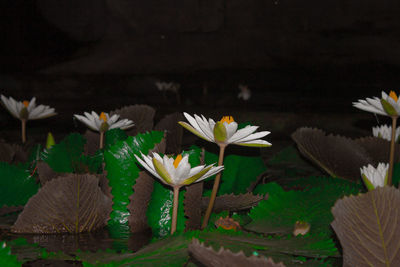 Close-up of lotus water lily in lake