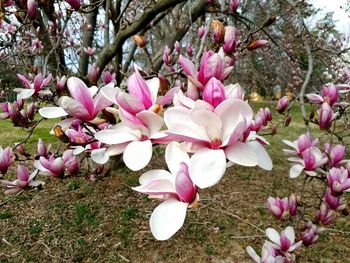 Close-up of pink cherry blossoms in spring