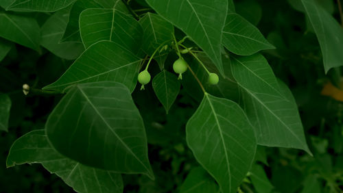 Full frame shot of plants