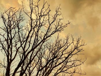 Low angle view of silhouette bare tree against sky