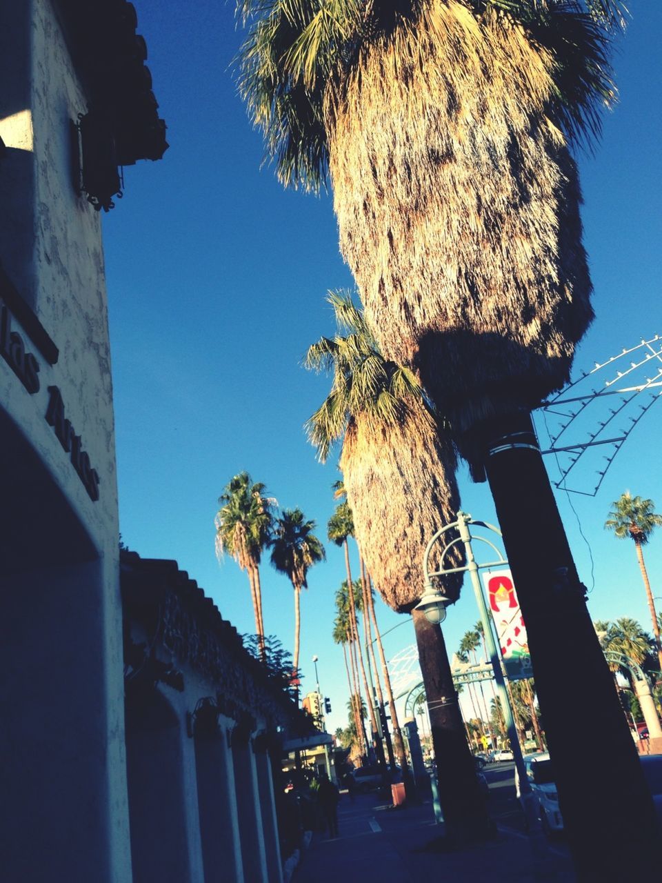 low angle view, clear sky, built structure, architecture, tree, building exterior, blue, sky, sunlight, animal representation, palm tree, sculpture, outdoors, art and craft, no people, art, day, statue, creativity, tree trunk