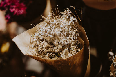 High angle view of fresh white flowering plant