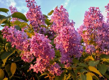 Low angle view of pink flowers blooming on tree