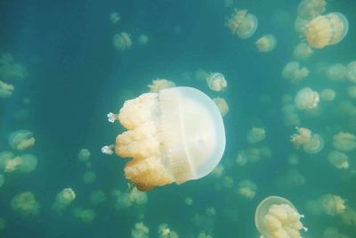 Close-up of jellyfishes swimming undersea