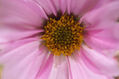 Extreme close-up of pink flower pollen
