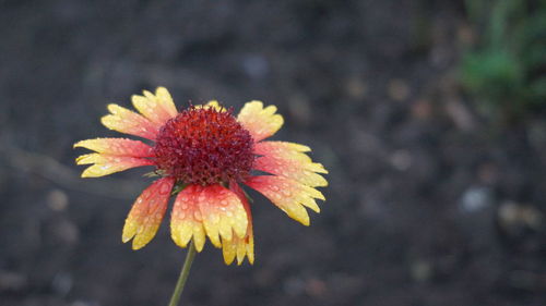 Close-up of orange flower
