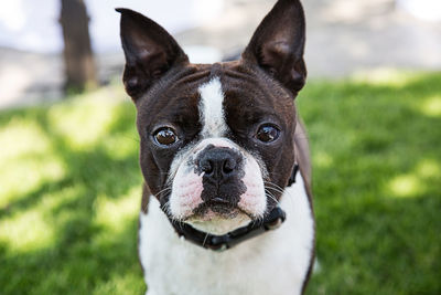 Close-up portrait of french bulldog on field