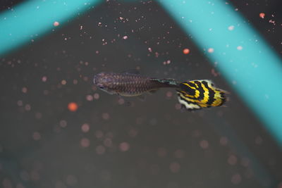 High angle view of turtle in sea