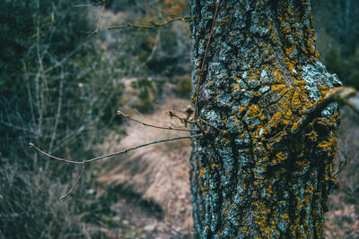 Close-up of lichen on tree trunk in forest