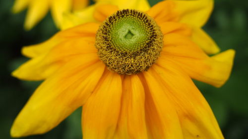 Close-up of yellow flower blooming outdoors