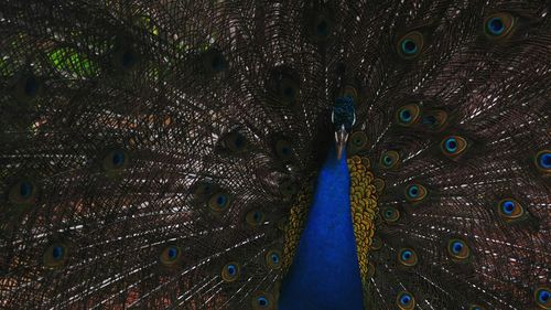 Full frame shot of peacock