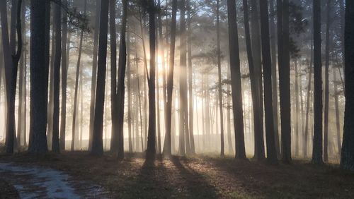 Trees in forest