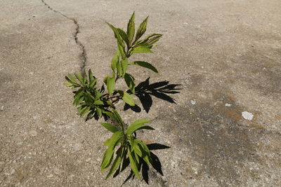 Plants growing in pond