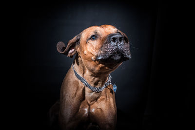 Close-up of dog against black background