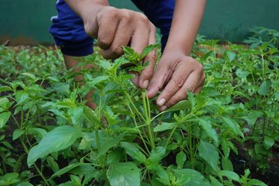 Cropped hand of man picking leaves