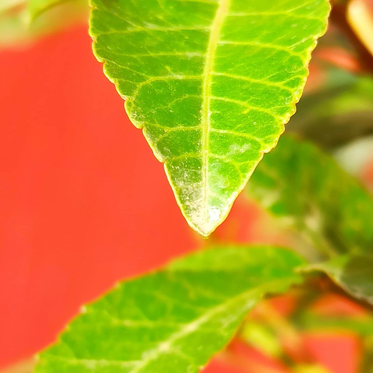 leaf, plant part, plant, nature, green, close-up, tree, no people, beauty in nature, leaf vein, flower, macro photography, growth, freshness, outdoors, red, drop, water, day, produce, selective focus, fruit, environment, food and drink, branch, vibrant color, macro