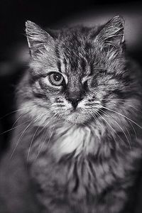 Close-up portrait of cat