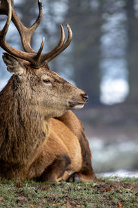 Close-up of deer on field