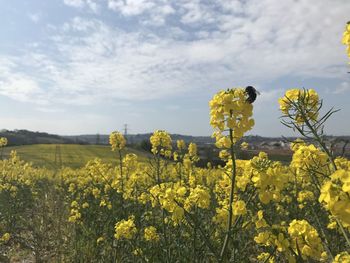 Scenic view of oilseed rape field against sky