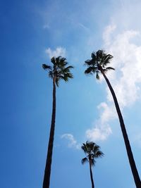 Low angle view of coconut palm tree against blue sky