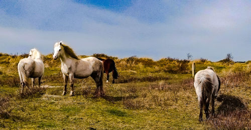 Horses in the field