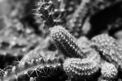 Close-up of cactus plant