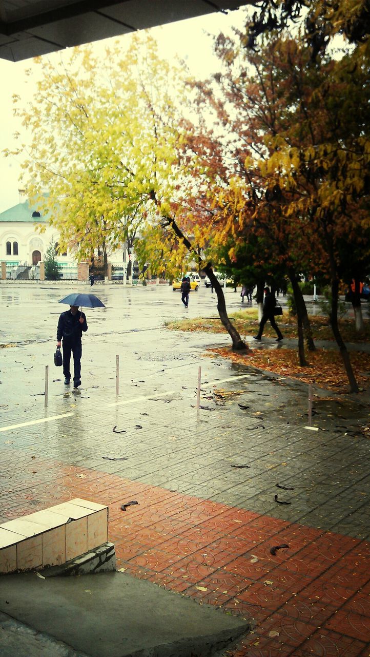 tree, walking, men, lifestyles, person, full length, leisure activity, rear view, street, built structure, autumn, building exterior, sidewalk, footpath, architecture, day, incidental people