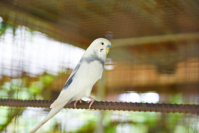 Close-up of bird perching