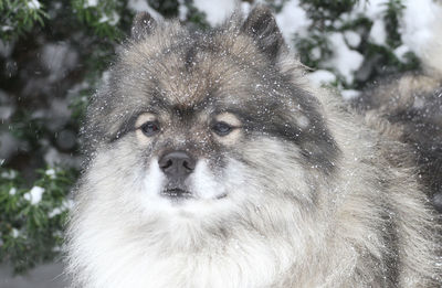 Portrait of dog in snow