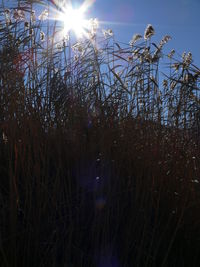 Low angle view of plants by lake against sky