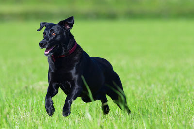 Action shot of a young black labrador retriever running through a field