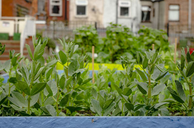 Close-up of plants growing in city against buildings