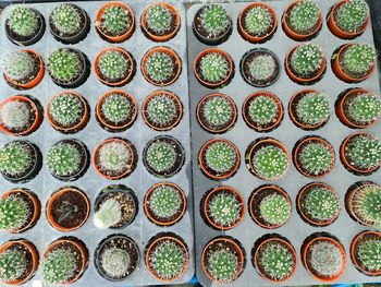 Full frame shot of potted plants