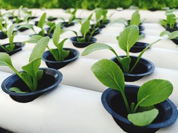 Bok choy seedlings by the hydroponic planting method